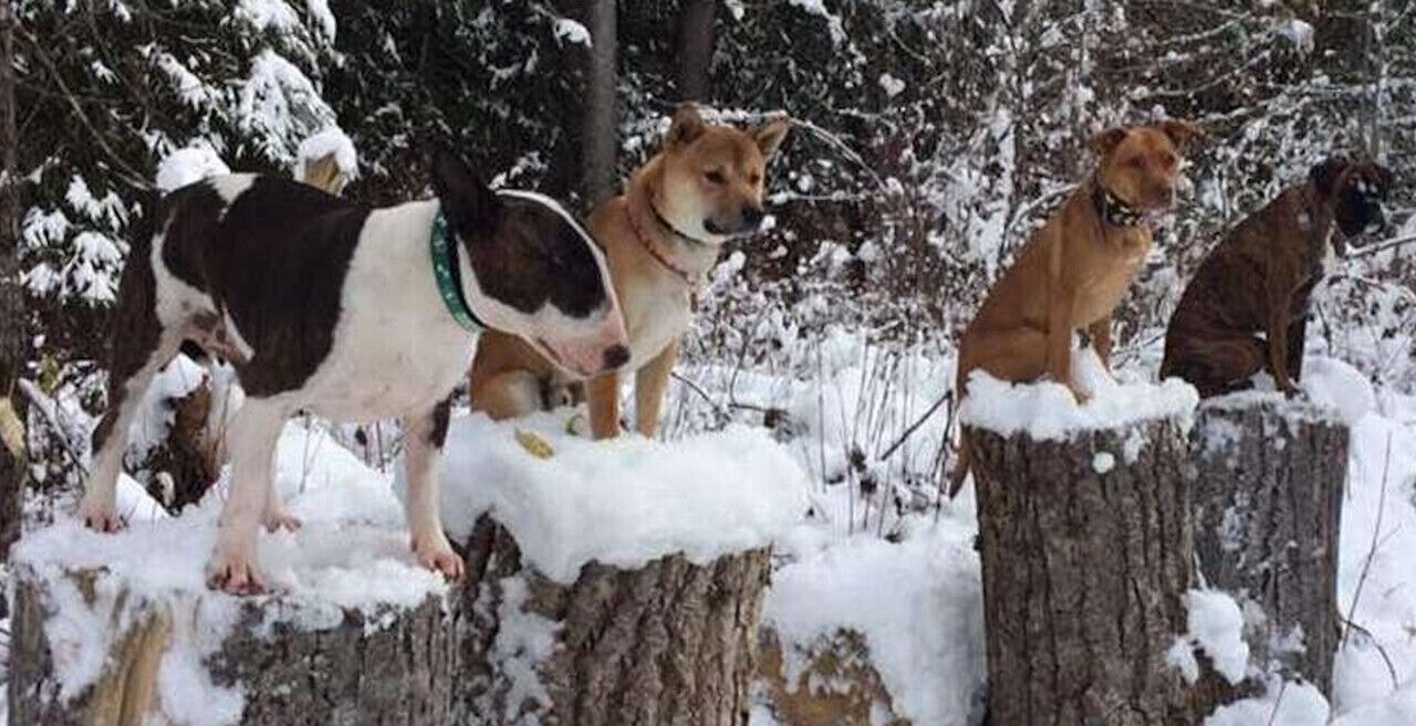 Photo of Outdoor in Ymir