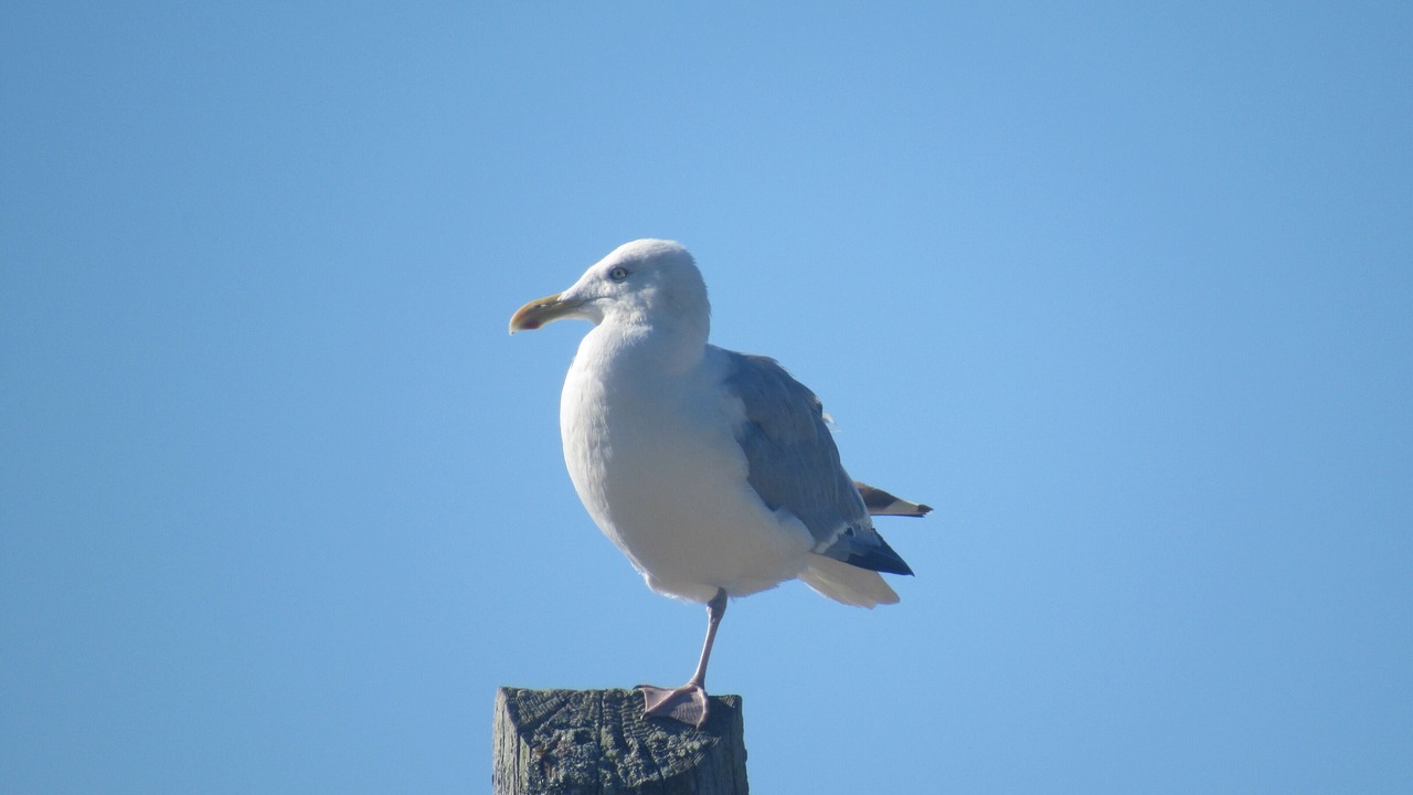 Photo of Others in Black Point