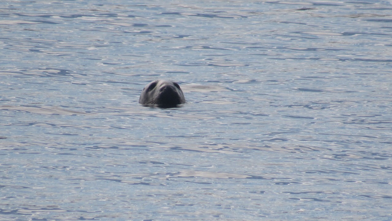 Photo of Others in Black Point