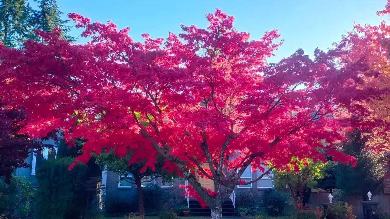 Photo of Outdoor in West Point Grey