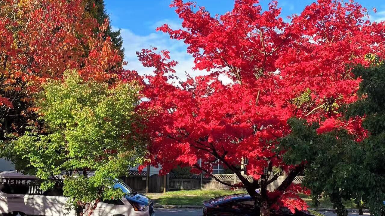 Photo of Outdoor in West Point Grey
