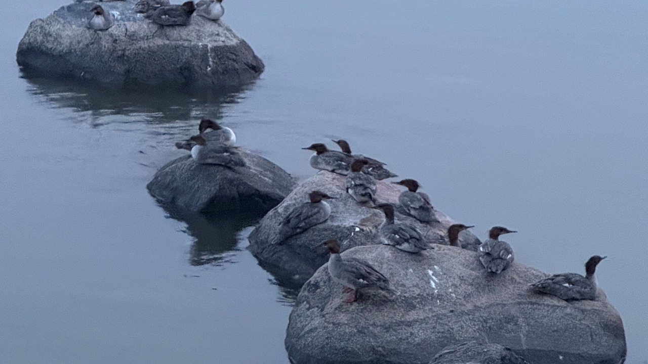 Photo of Others in Victoria Beach