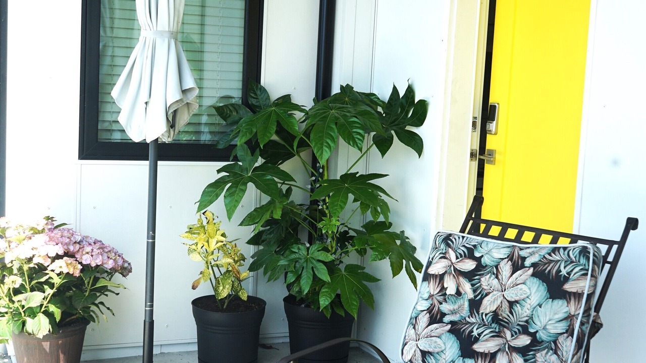 Photo of Patio Balcony in Davis Bay