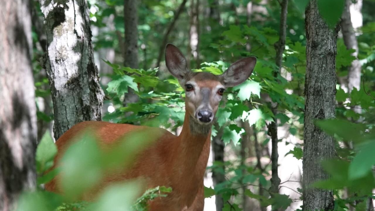 Photo of Others in Lake of Bays