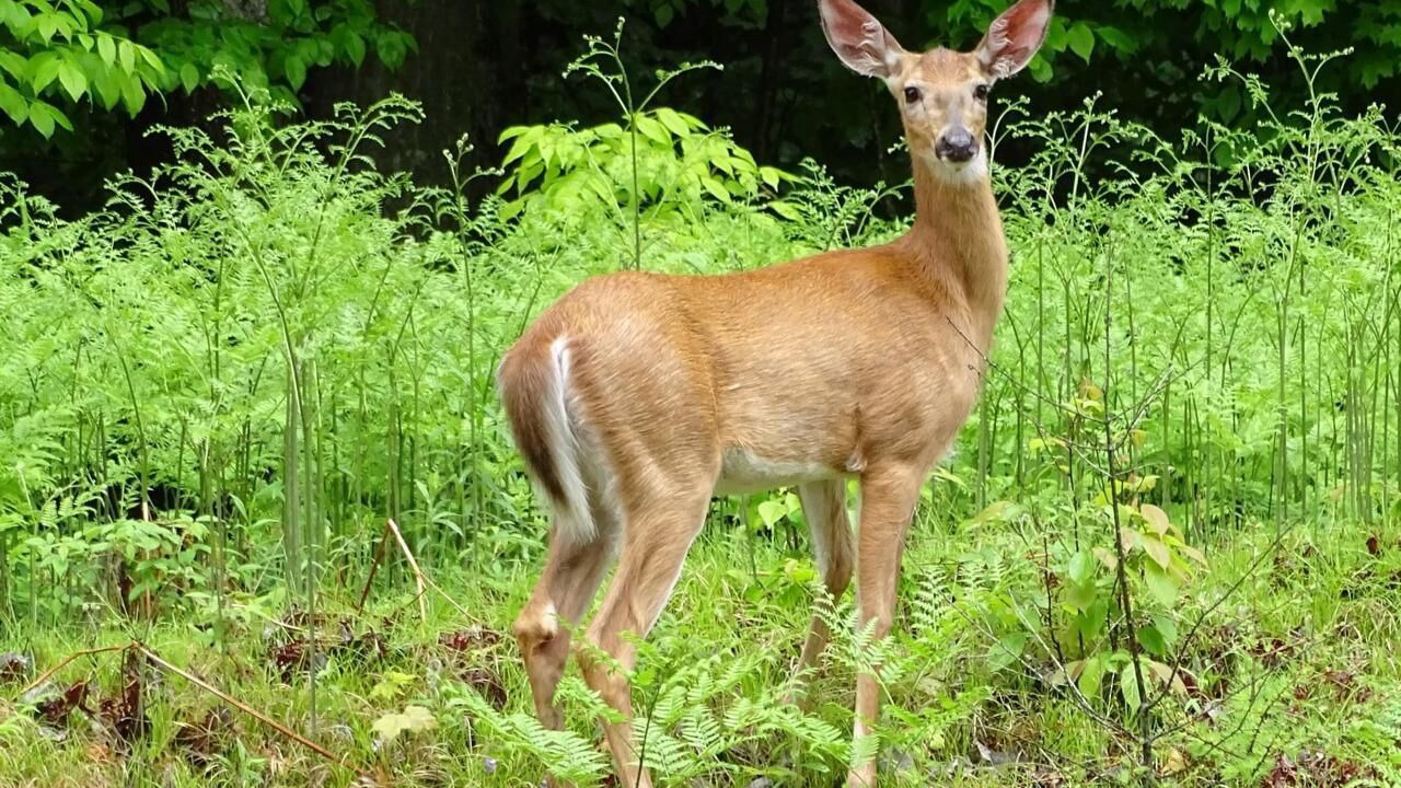 Photo of Others in Lake of Bays