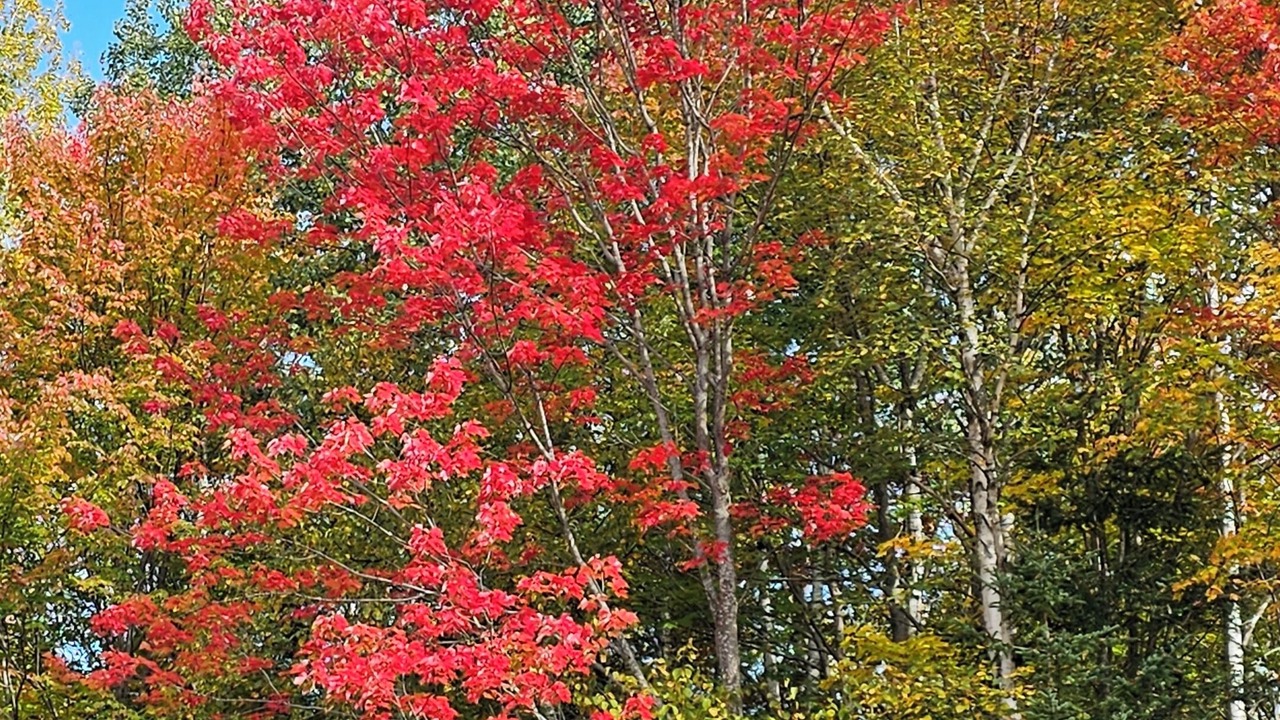 Photo of Others in Madawaska