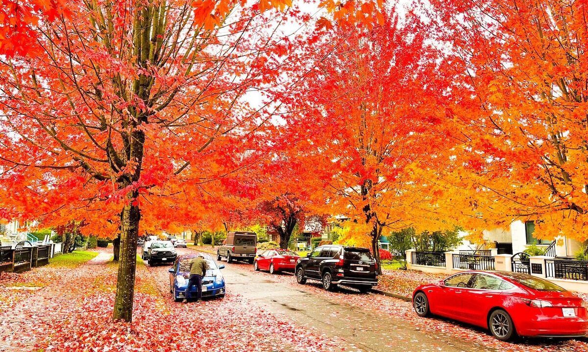 Photo of Outdoor in Renfrew-Collingwood