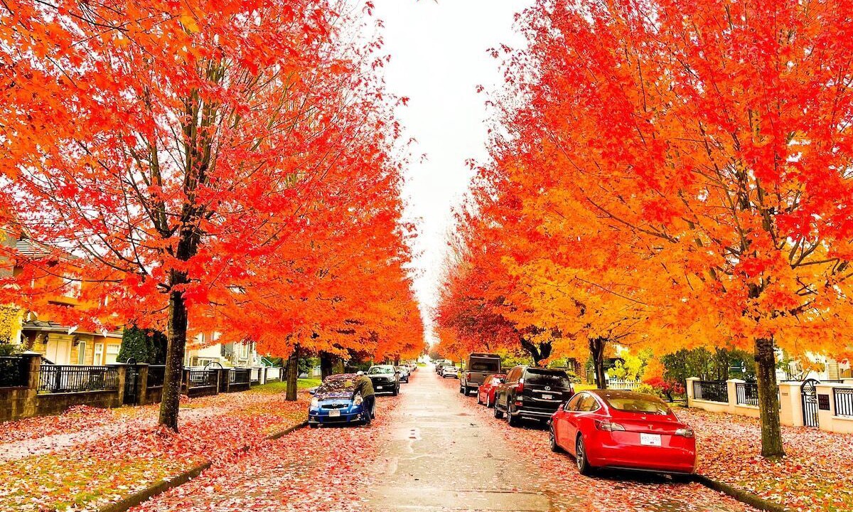 Photo of Outdoor in Renfrew-Collingwood