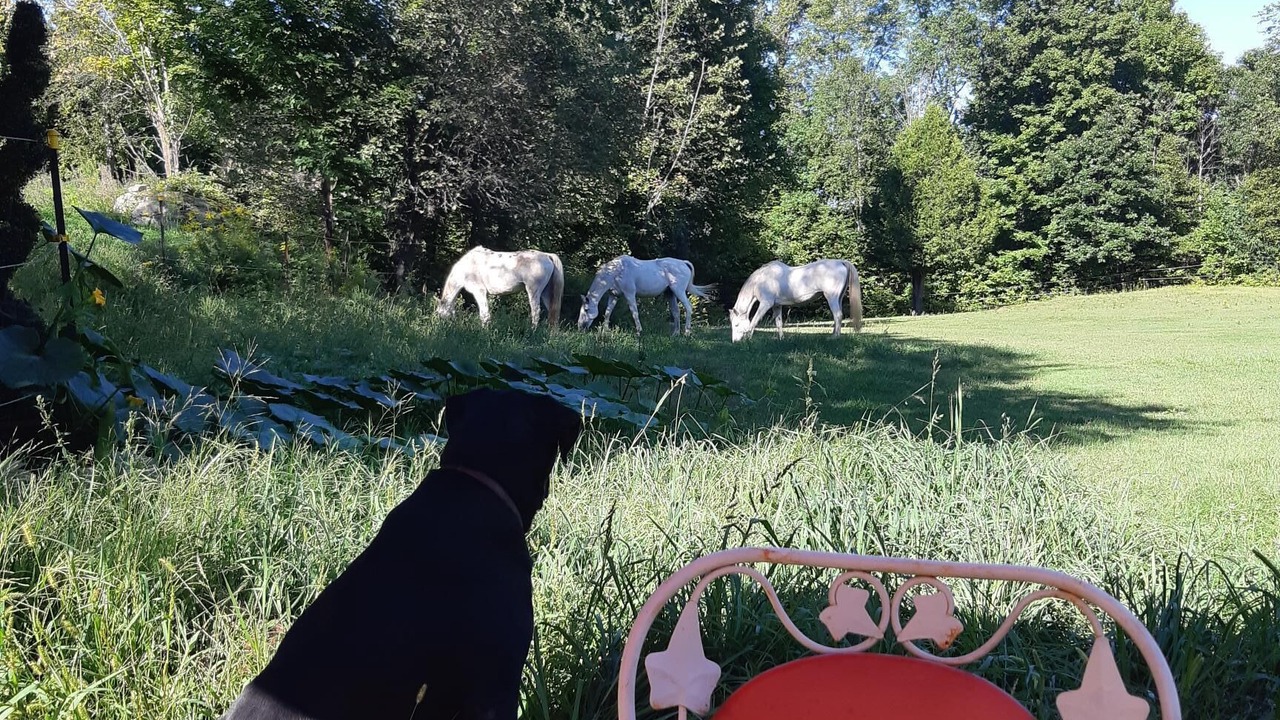 Photo of Outdoor in Tay Valley