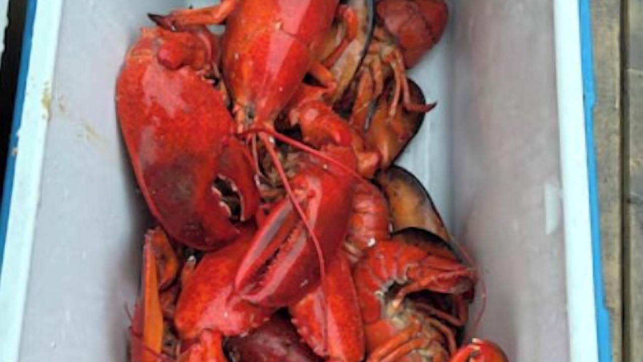 Photo of Others in Twillingate