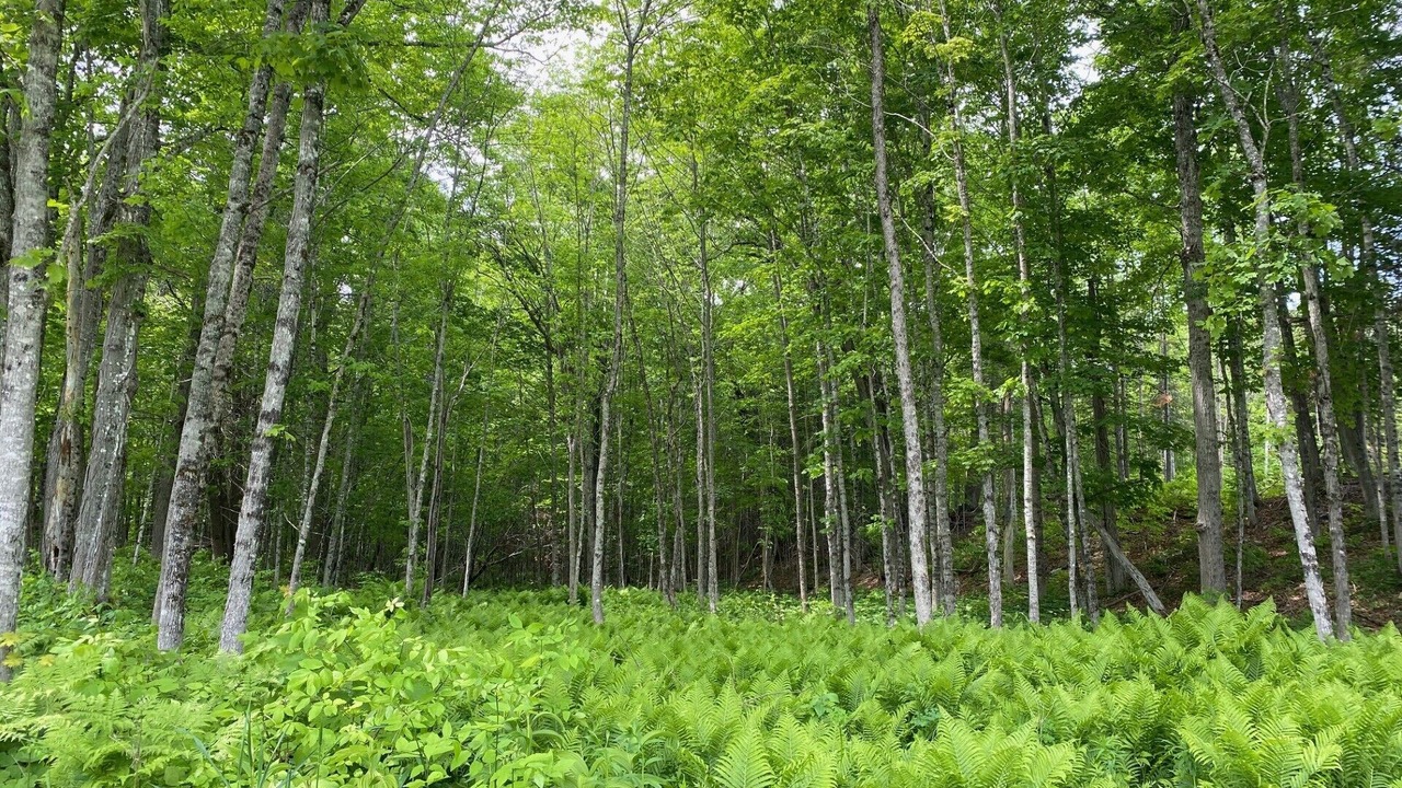 Photo of Outdoor in Keswick Ridge