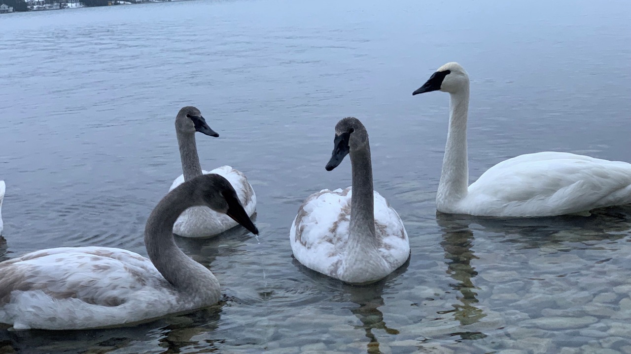 Photo of Others in Orillia