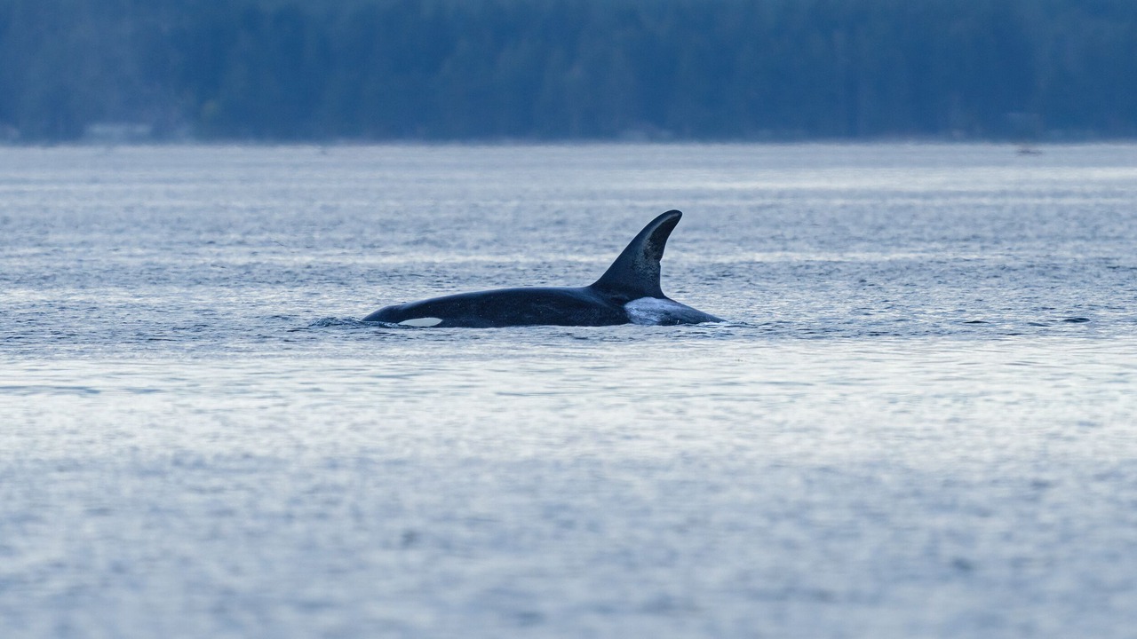 Photo of Others in Madeira Park