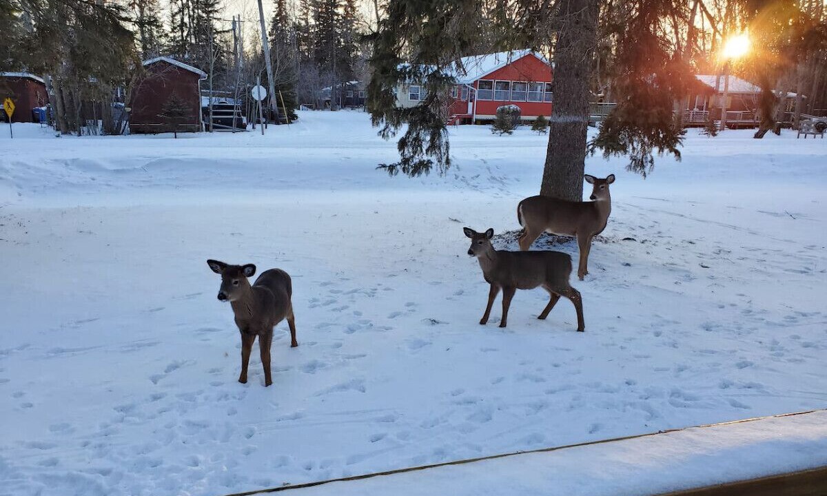 Photo of Others in Arnes