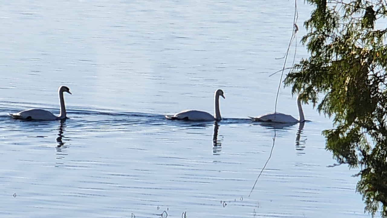 Photo of Others in Drummond-North Elmsley