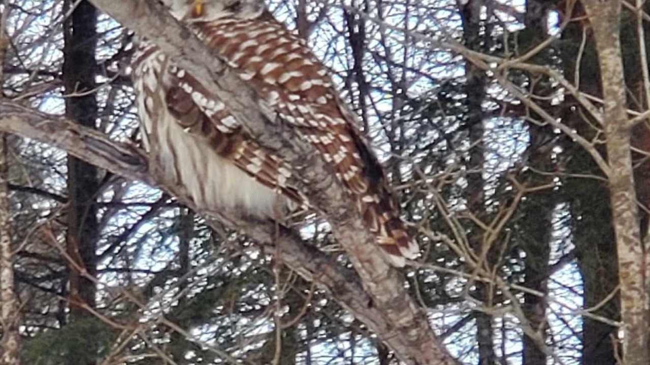 Photo of Others in Lanark Highlands