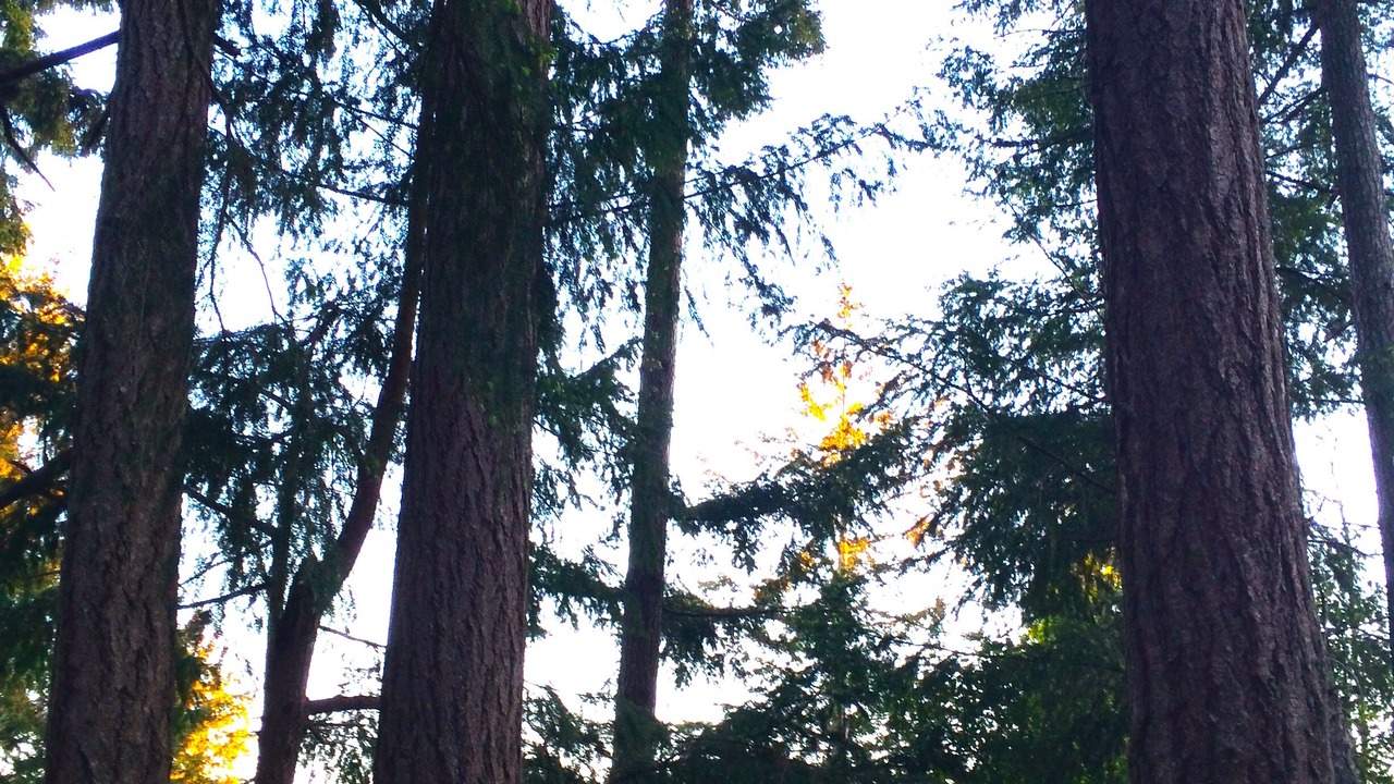 Photo of Outdoor in Salt Spring Island