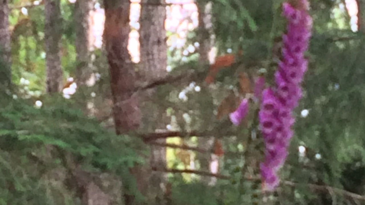 Photo of Outdoor in Salt Spring Island