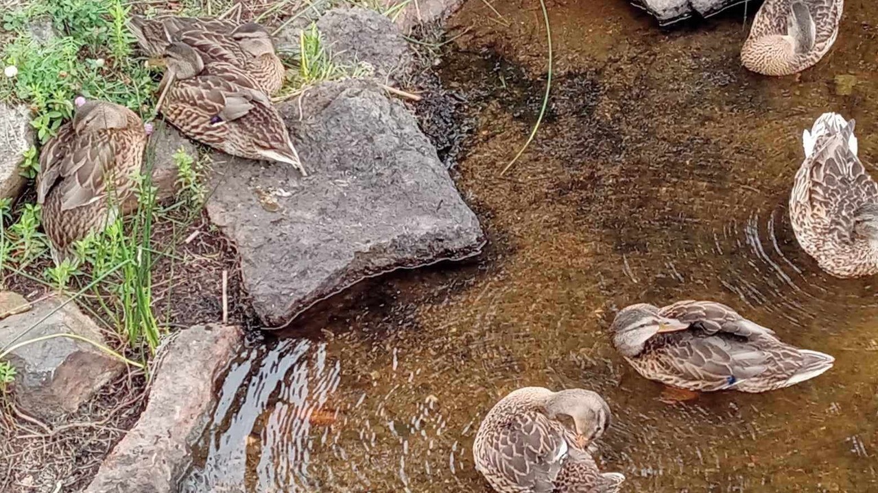 Photo of Outdoor in Lac-Saint-Jean-Est Regional County Municipality