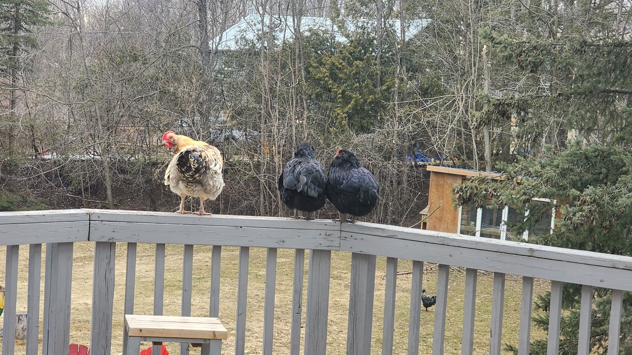 Photo of Outdoor in Whitchurch-Stouffville