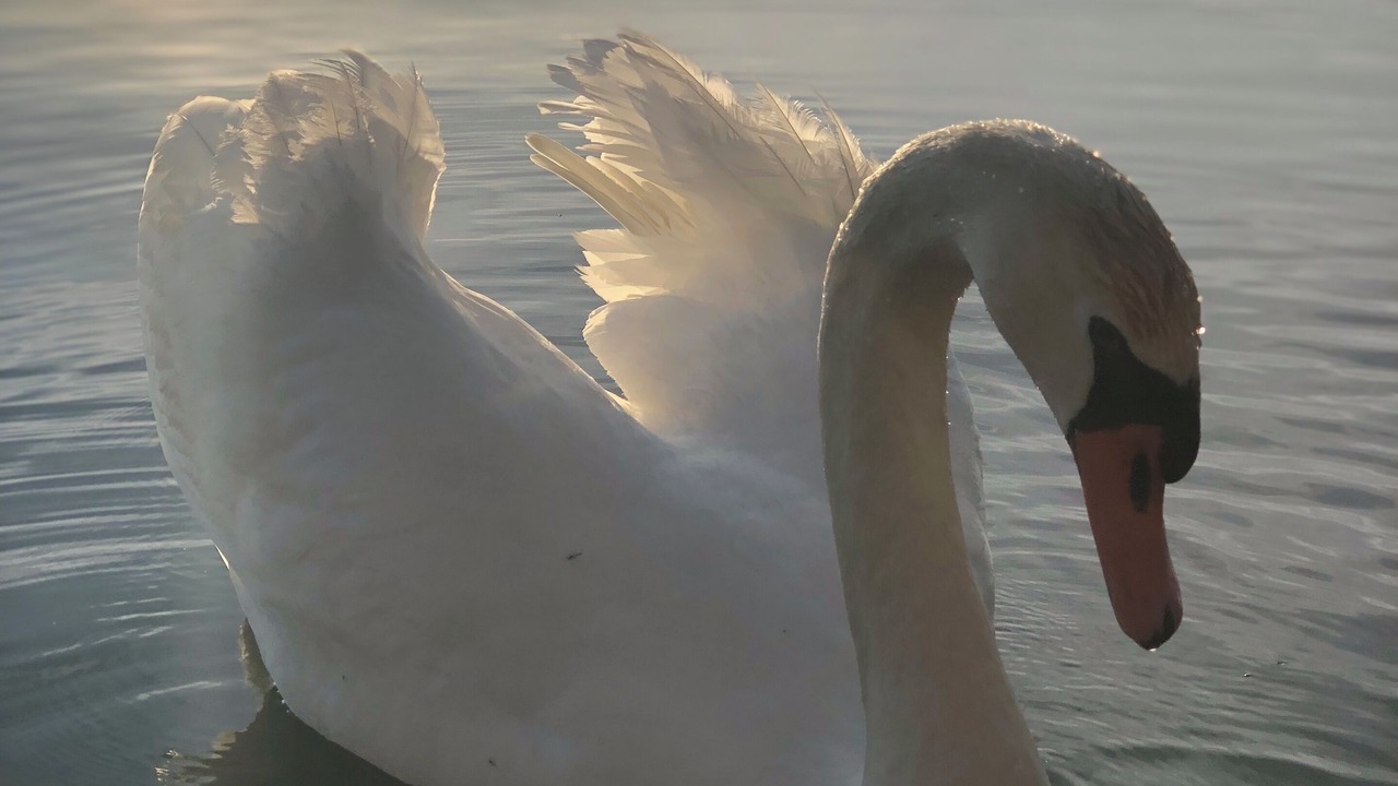 Photo of Others in West Lake