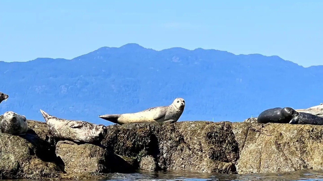 Photo of Others in Halfmoon Bay