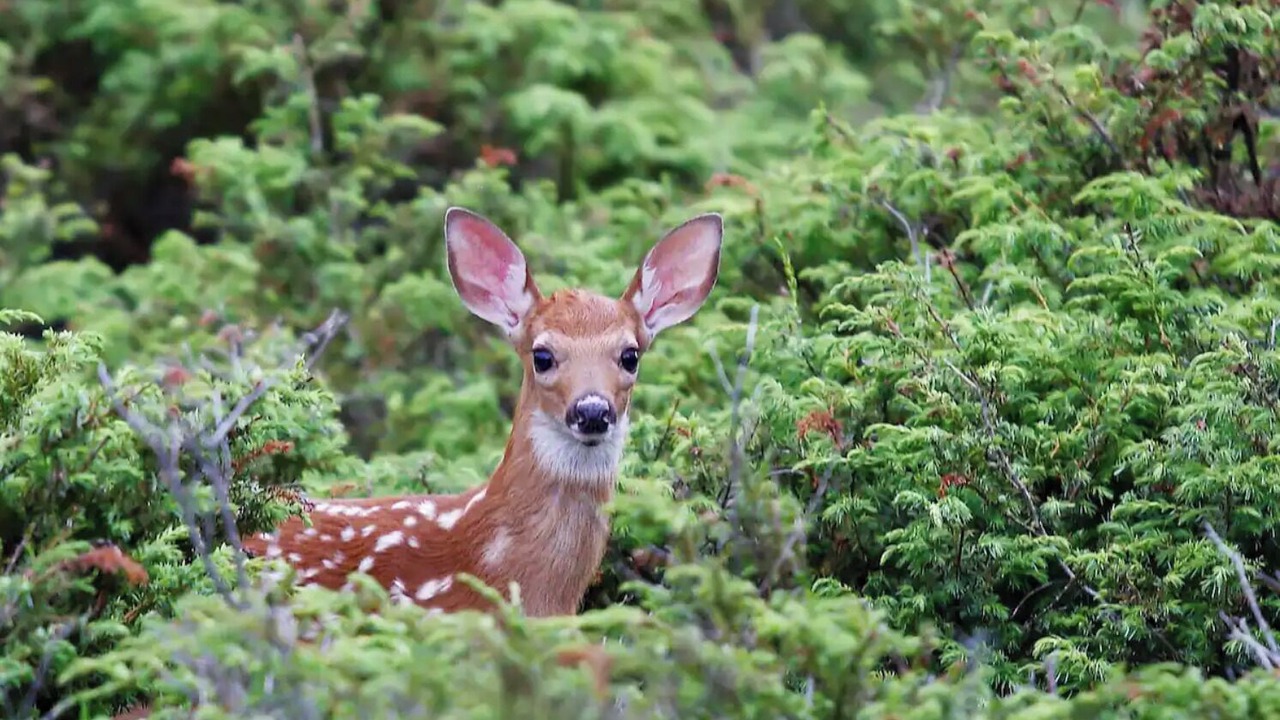 Photo of Others in Baysville