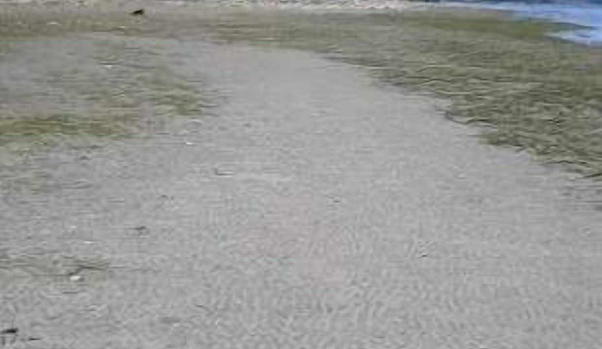 Photo of Others in Chemainus