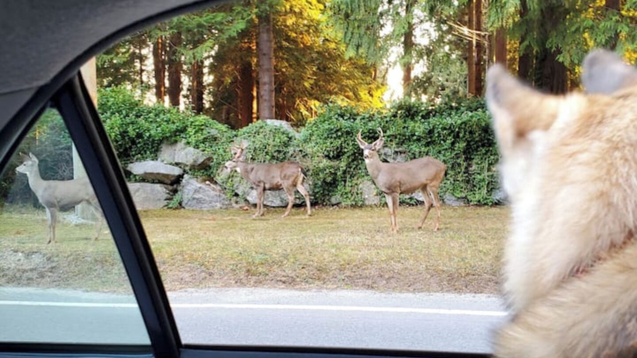 Photo of Others in Halfmoon Bay