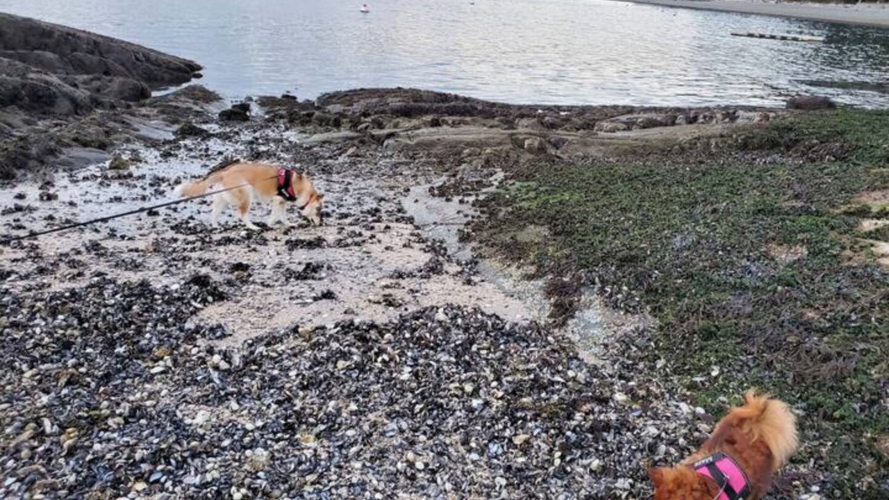 Photo of Others in Halfmoon Bay