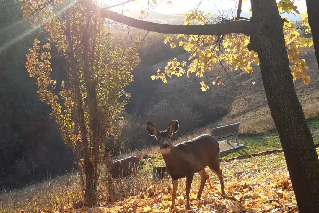Photo of Outdoor in East Hill