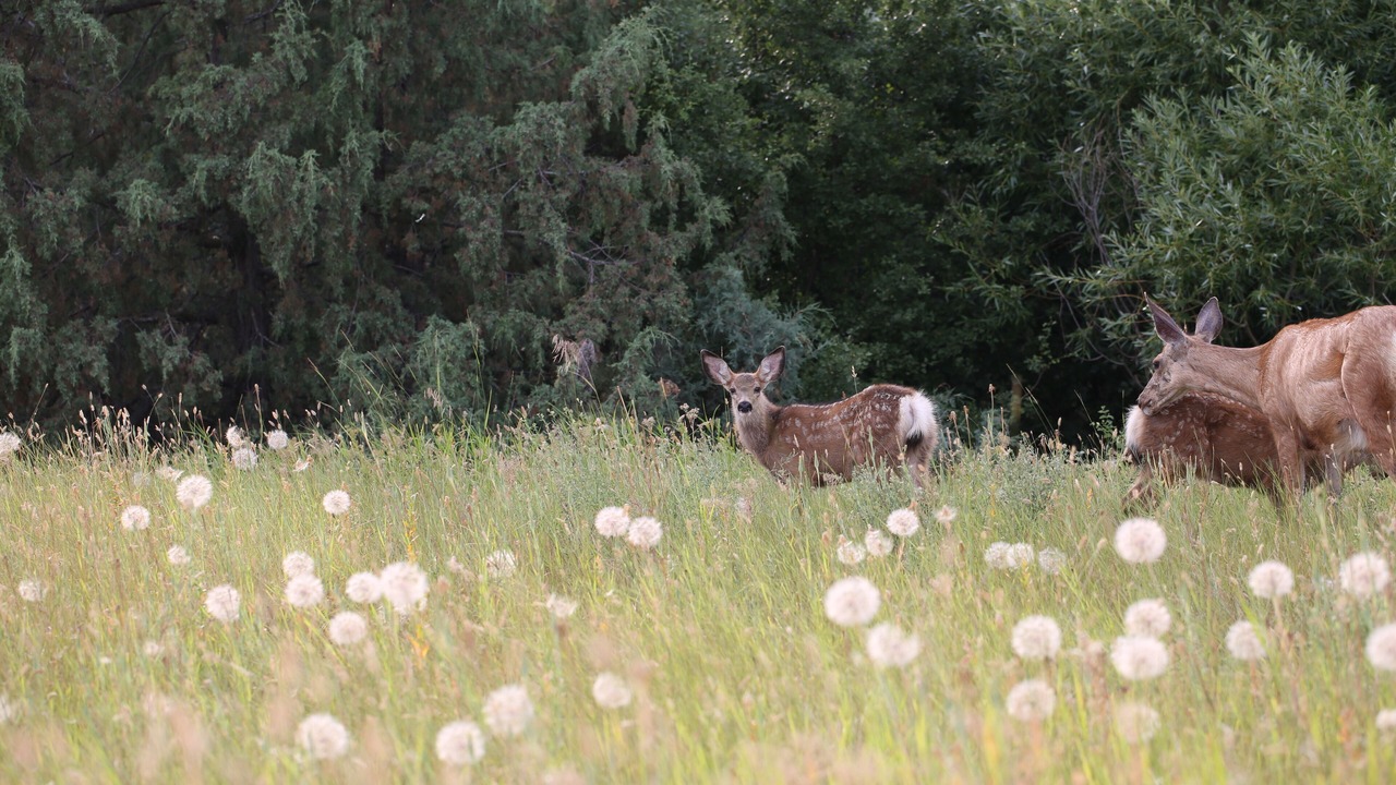 Photo of Outdoor in East Hill
