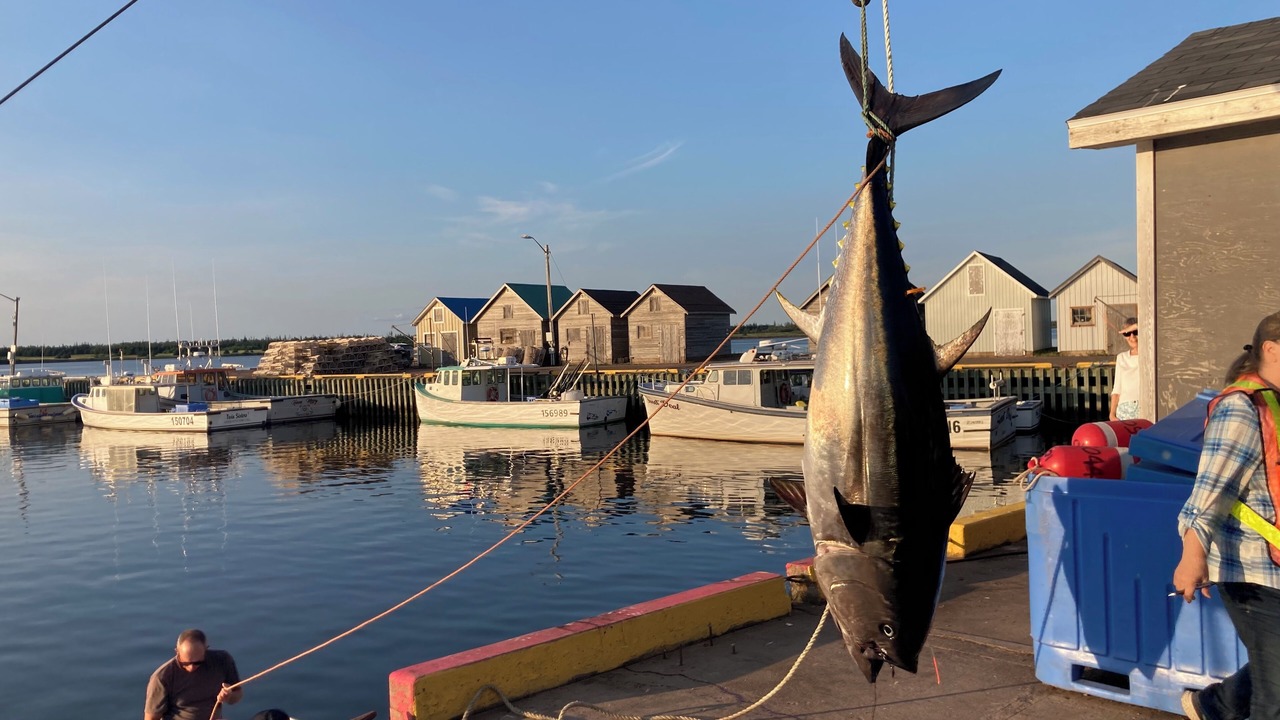 Photo of Others in Saint Peters Bay