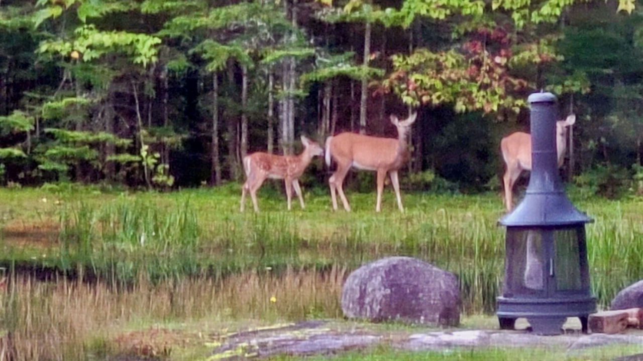 Photo of Others in Mauricie