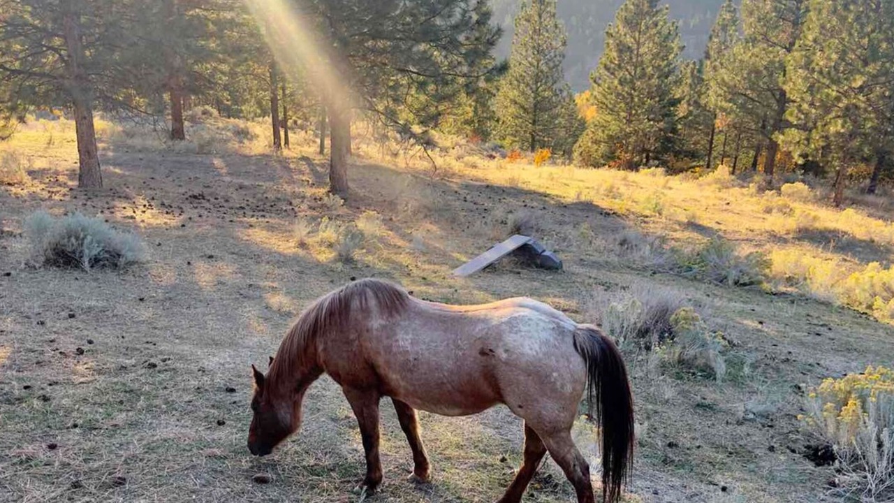 Photo of Others in Merritt