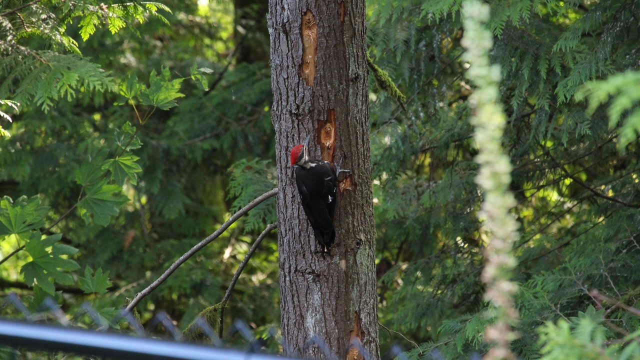 Photo of Outdoor in Maple Ridge
