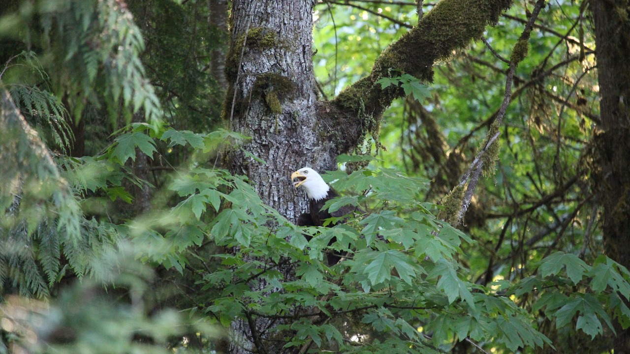 Photo of Others in Maple Ridge