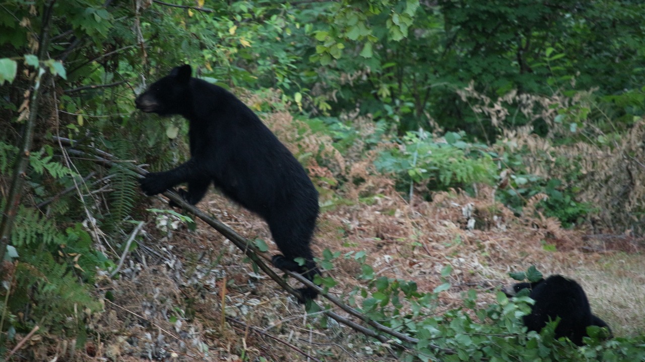 Photo of Others in Maple Ridge