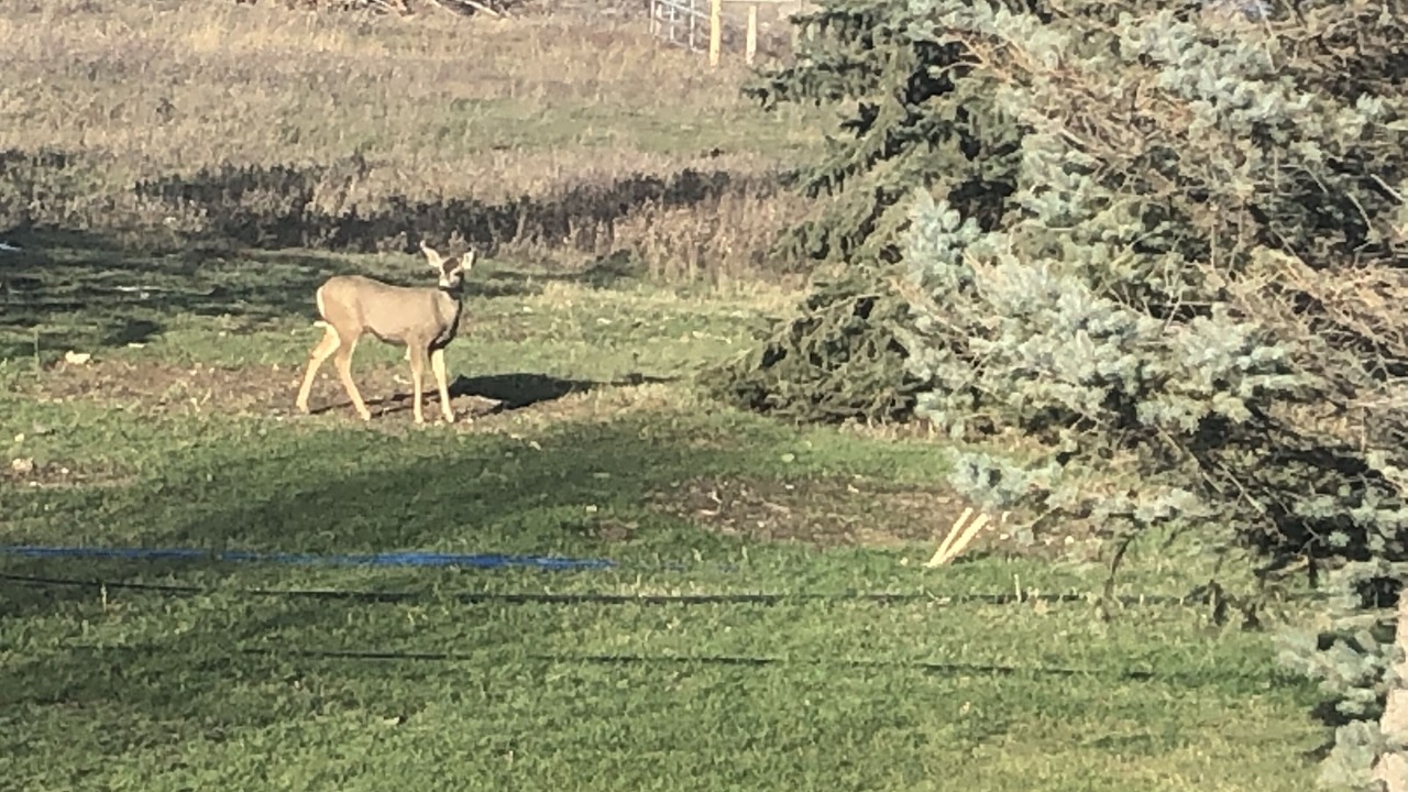 Photo of Others in Lethbridge County