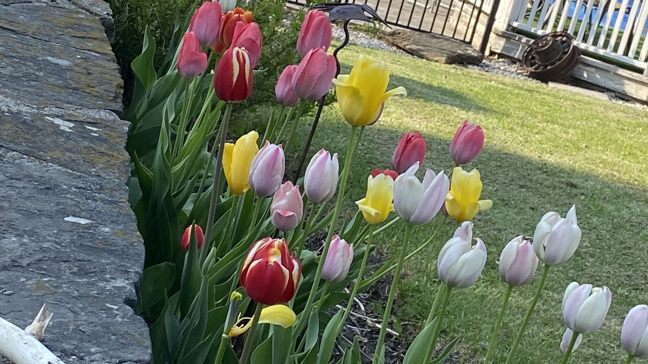 Photo of Outdoor in Duntroon