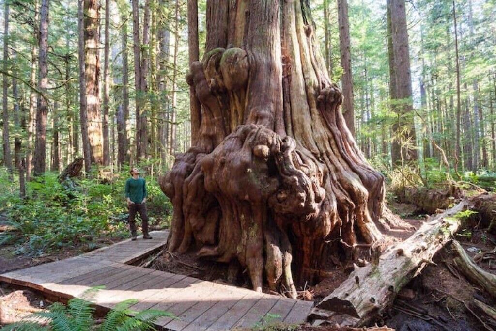 Photo of Others in Port Renfrew