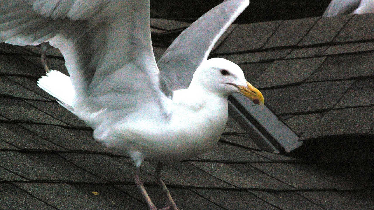 Photo of Others in Regional District of Nanaimo