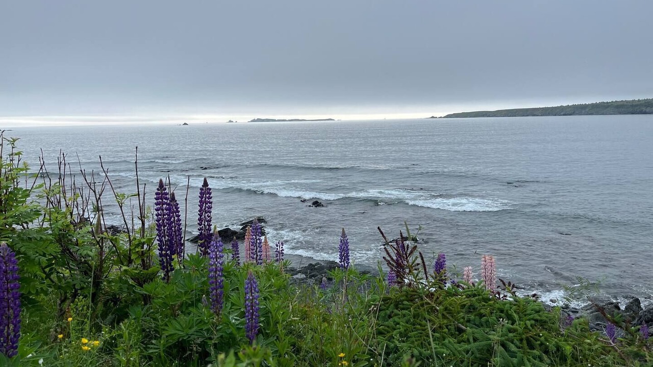 Photo of Others in Harbour Grace