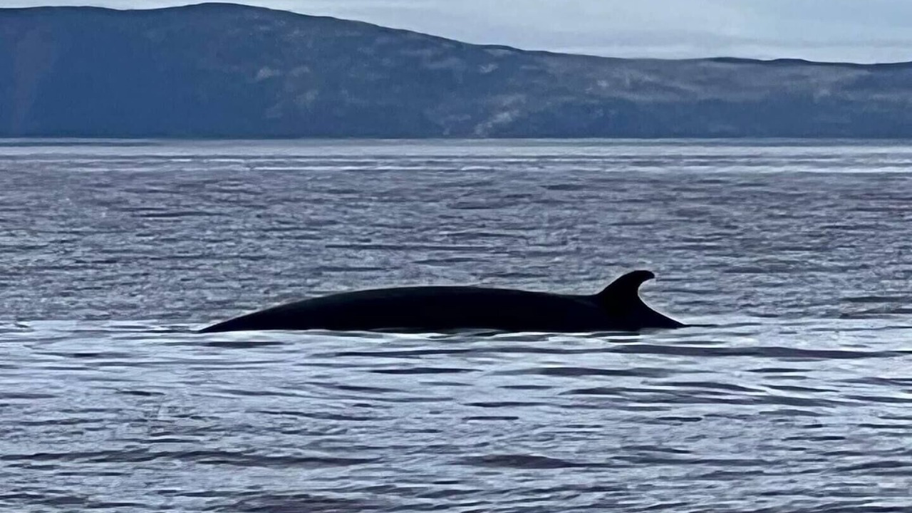 Photo of Others in Harbour Grace