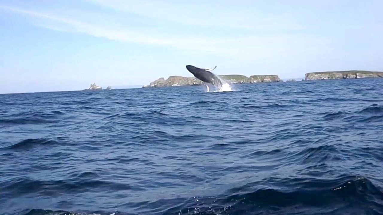 Photo of Others in Harbour Grace