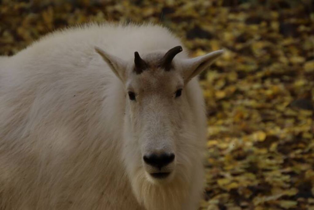 Photo of Others in Whitehorse