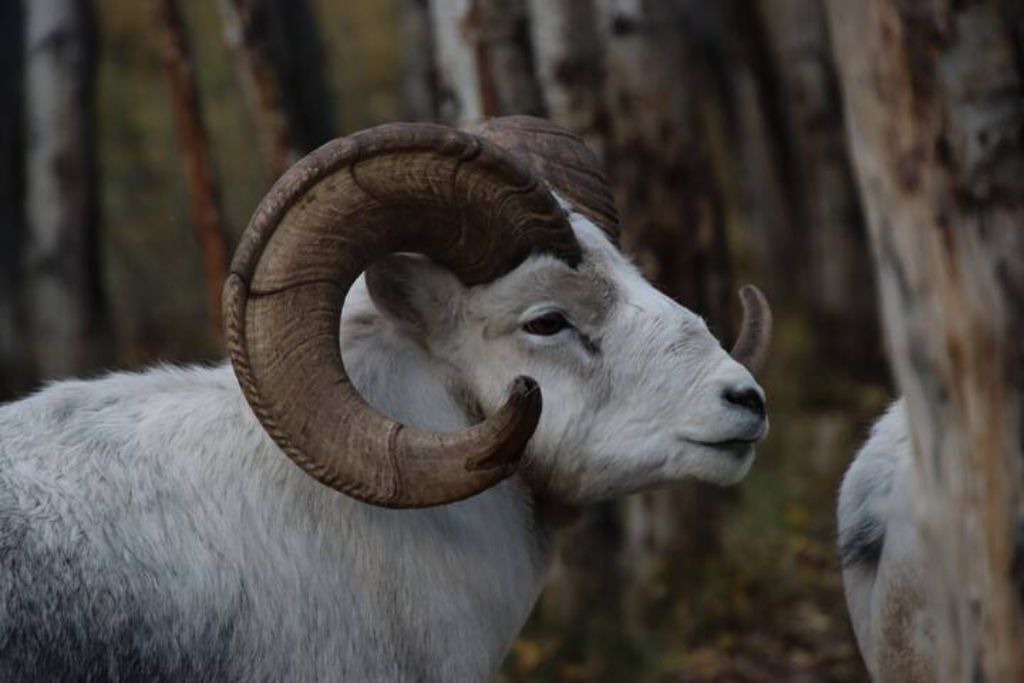 Photo of Others in Whitehorse