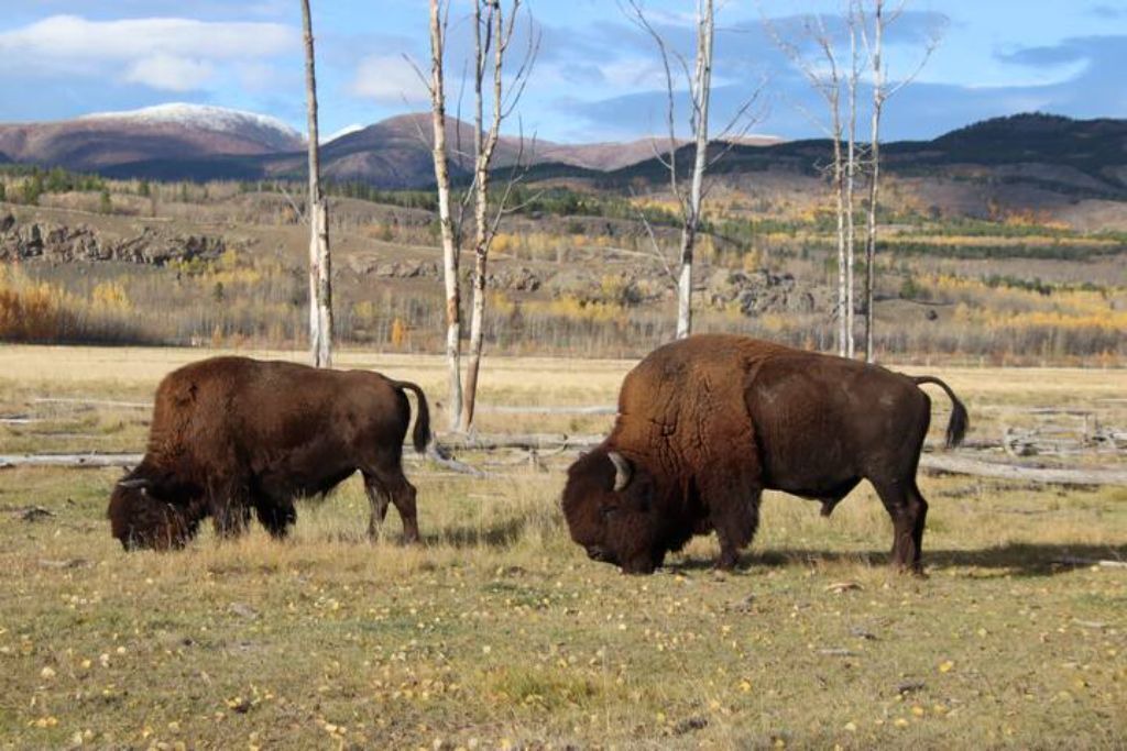 Photo of Others in Whitehorse