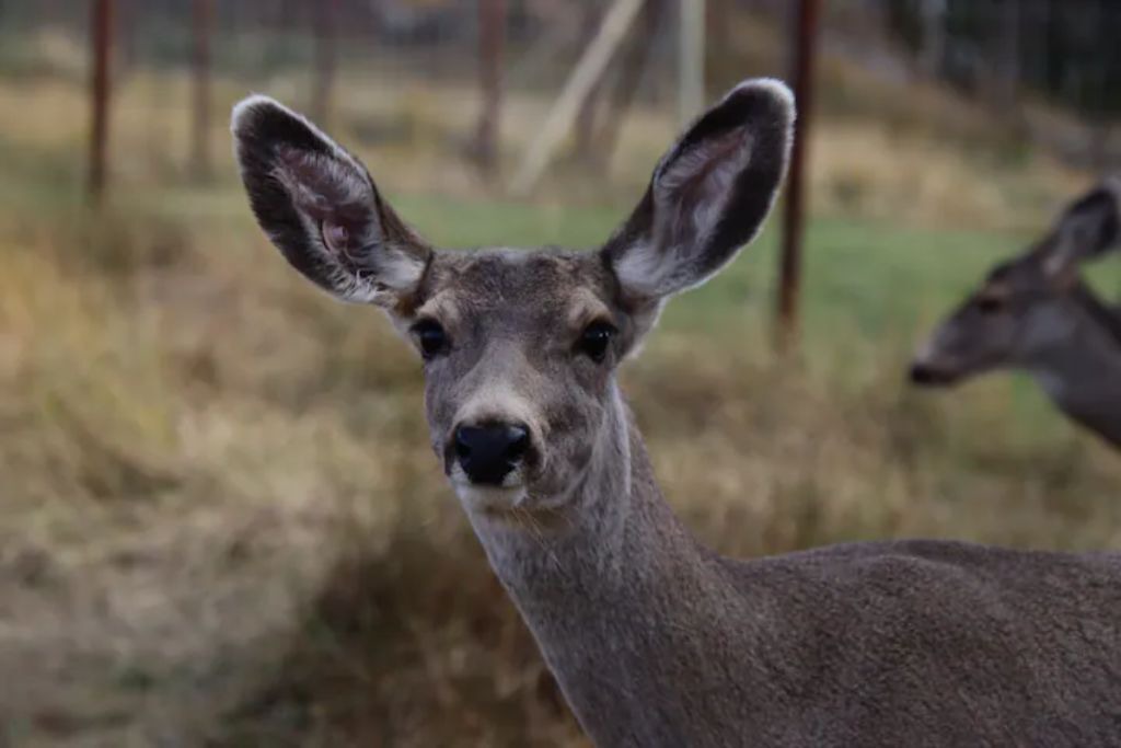 Photo of Others in Whitehorse
