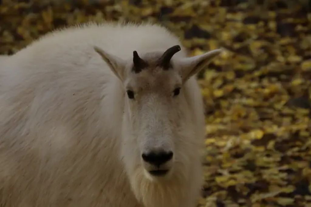 Photo of Others in Whitehorse